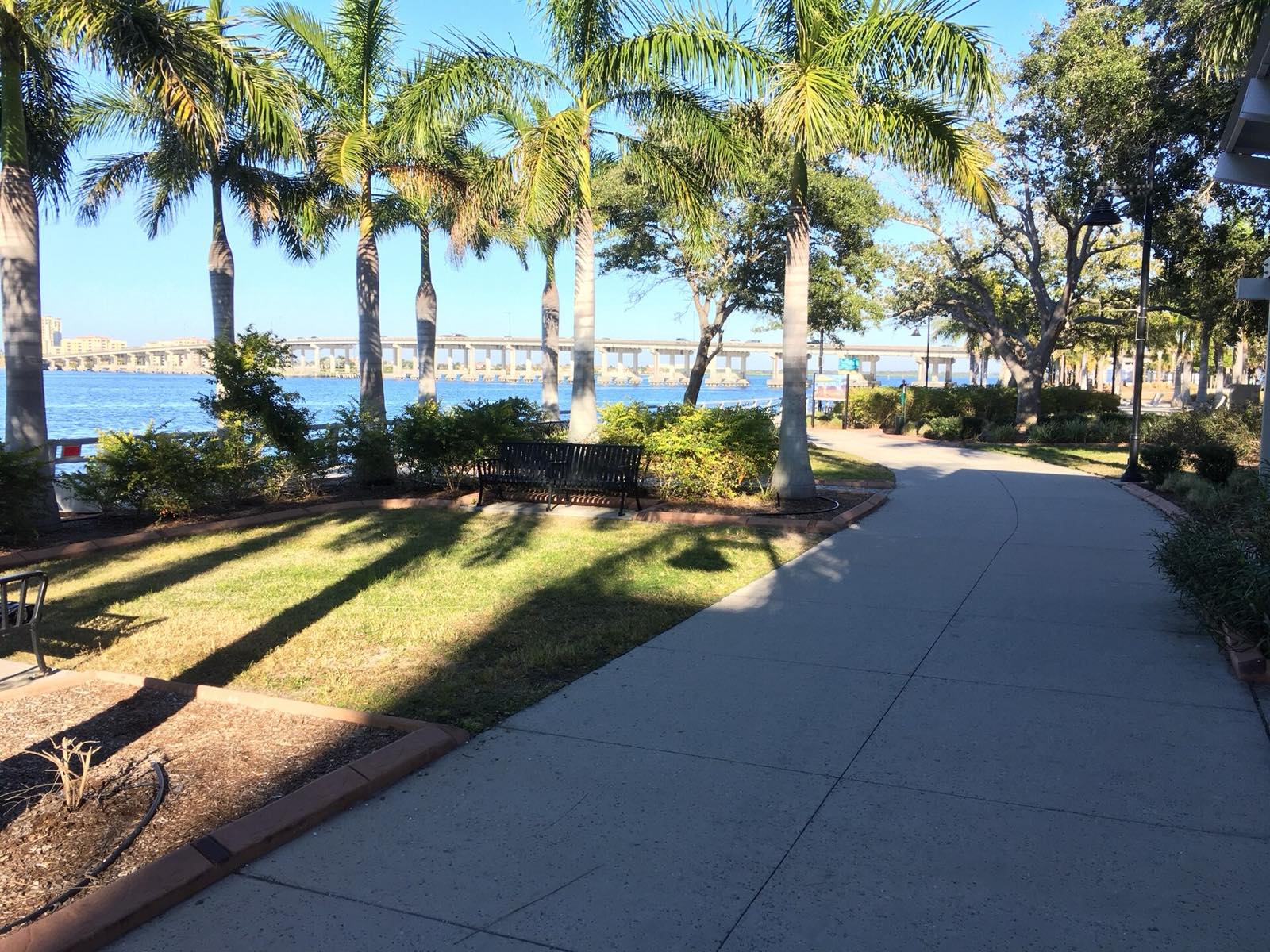 Royal palms and a bench along the Bradenton Riverwalk with the Manatee River and bridge behind