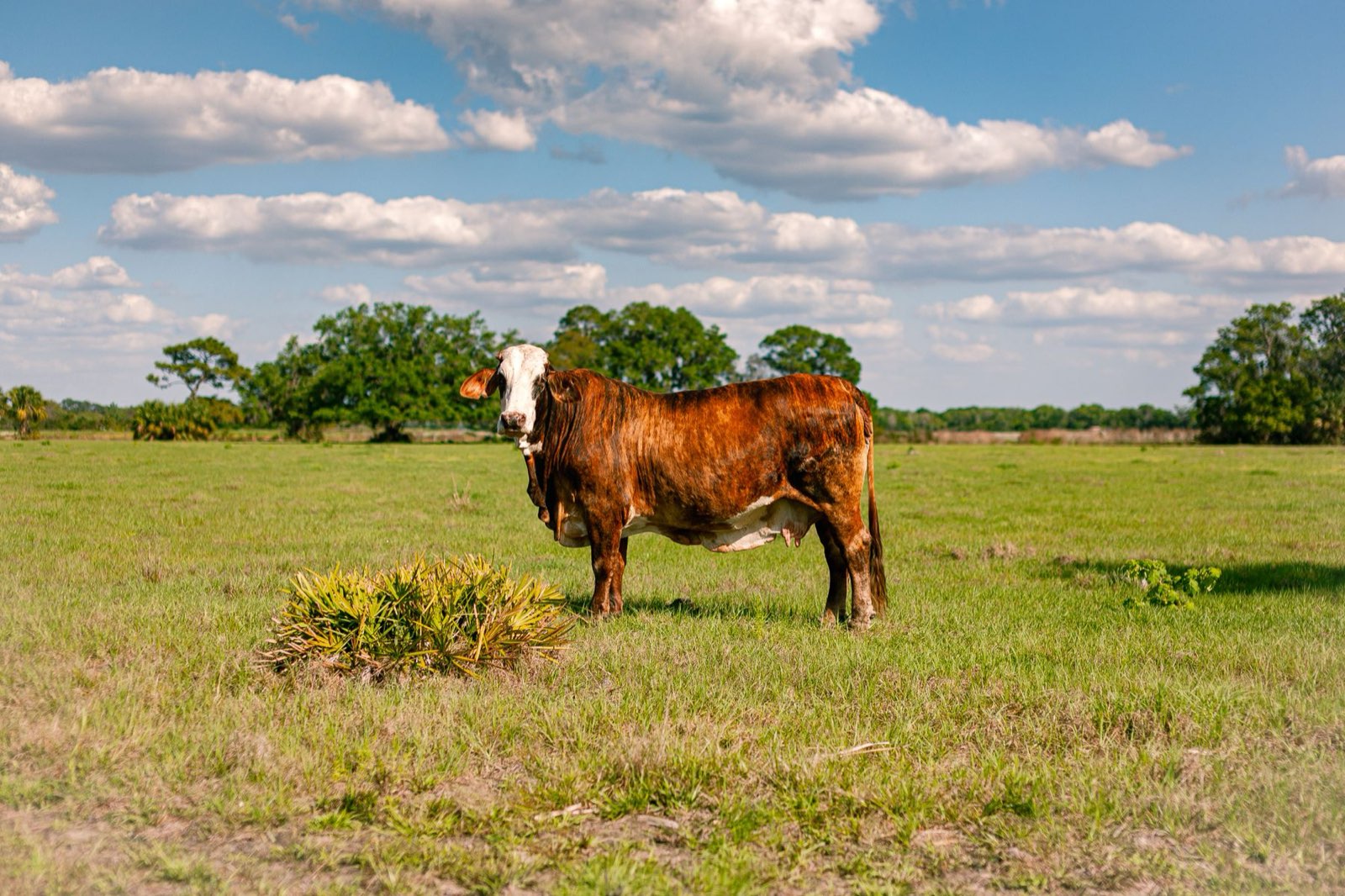 A cow standing in a sunny green pasture with live oaks along the tree line near Sarasota