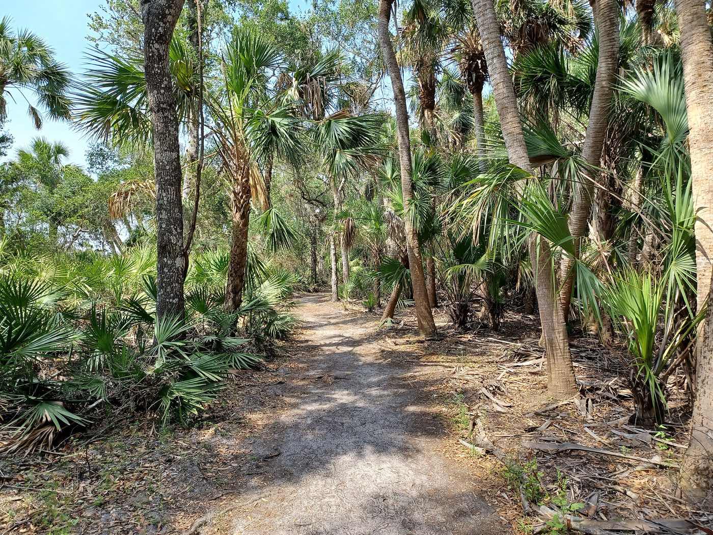 Sandy hiking trail through dense sabal palms at Myakka River State Park