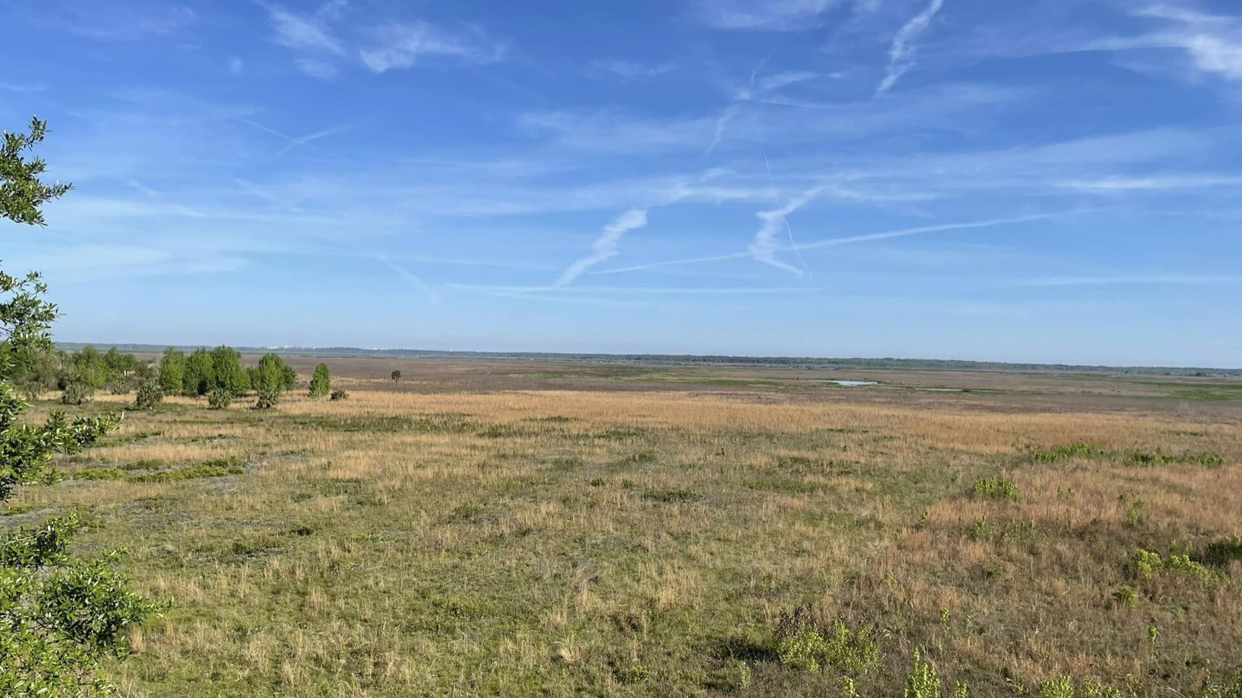 Wide open dry prairie under a big blue sky at Myakka River State Park